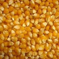 Продам кормовую кукурузу на Экспорт